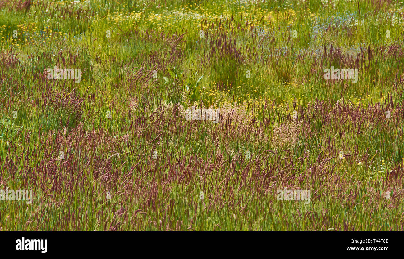 SPEYSIDE WAY BANFFSHIRE ECOSSE CHAMP EN JACHÈRE ET coloré d'herbes et de fleurs sauvages au début de l'été Banque D'Images SPEYSIDE WAY BANFFSHIRE ECOSSE CHAMP EN JACHÈRE ET coloré d'herbes et de fleurs sauvages au début de l'été Banque D'Images