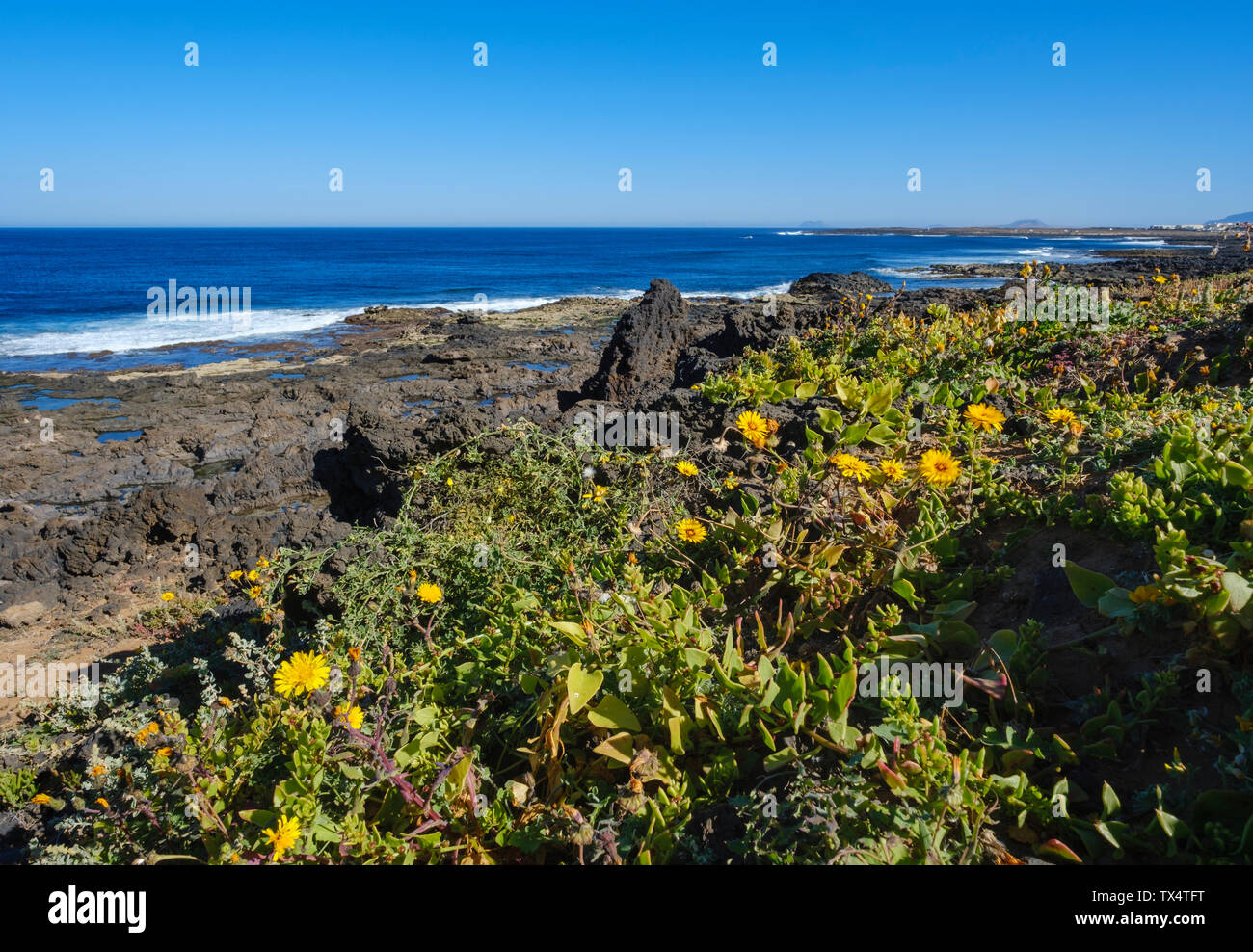 Espagne, Canaries, Lanzarote, Tinajo, fleurs sur la côte rocheuse Banque D'Images