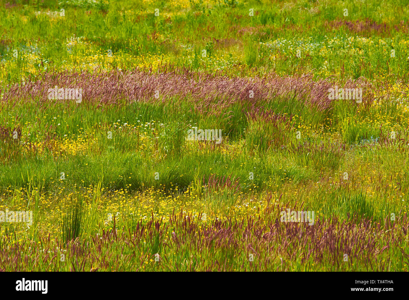 SPEYSIDE WAY BANFFSHIRE ECOSSE CHAMP EN JACHÈRE ET DE PLUS EN PLUS D'HERBES colorées avec des fleurs sauvages au début de l'été Banque D'Images SPEYSIDE WAY BANFFSHIRE ECOSSE CHAMP EN JACHÈRE ET DE PLUS EN PLUS D'HERBES colorées avec des fleurs sauvages au début de l'été Banque D'Images