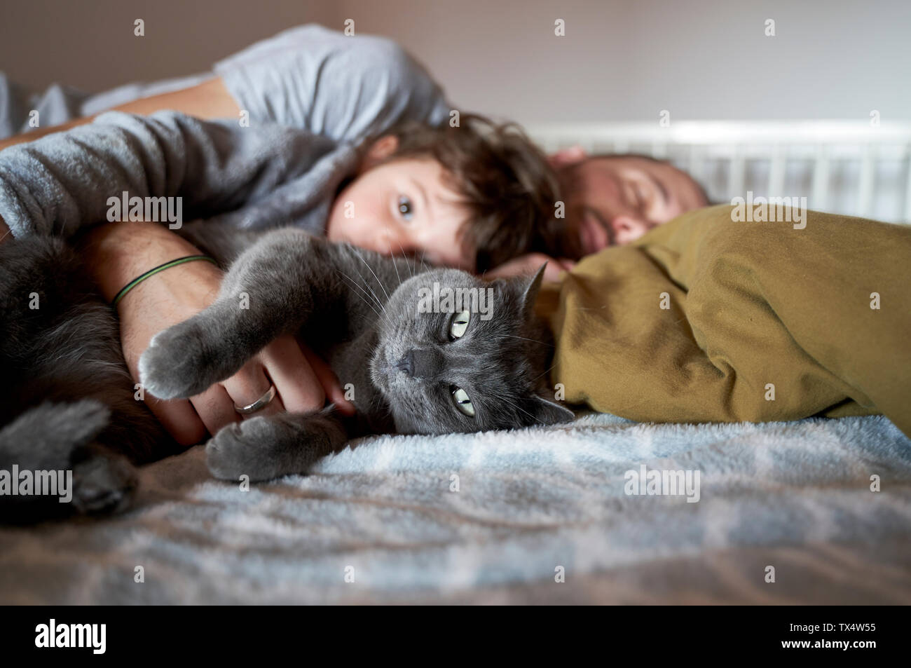 Portrait de chat gris reposant sur le lit avec bébé fille et père Banque D'Images