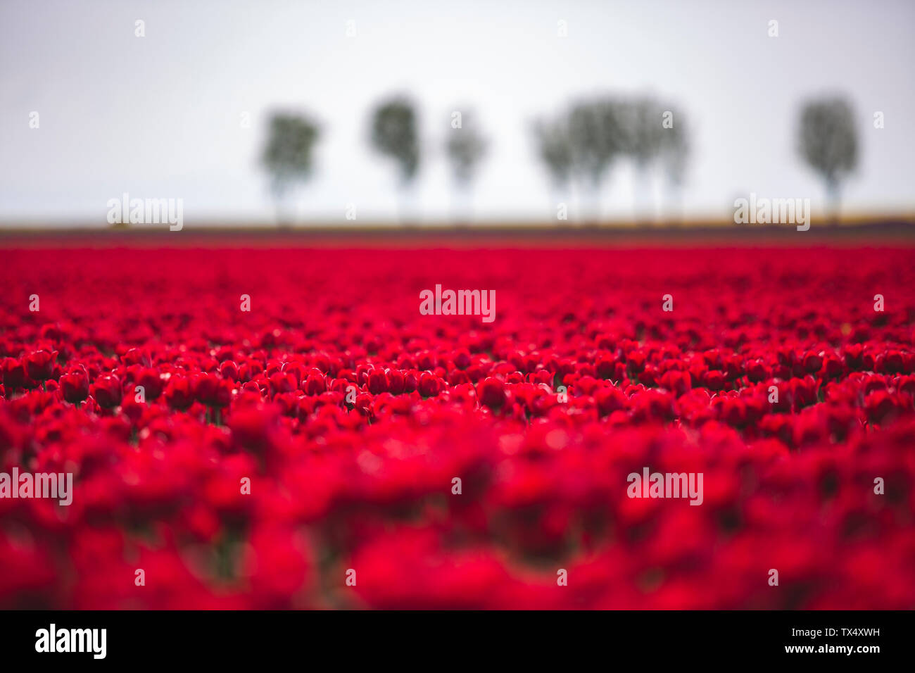 Allemagne, champ de tulipes rouges Banque D'Images