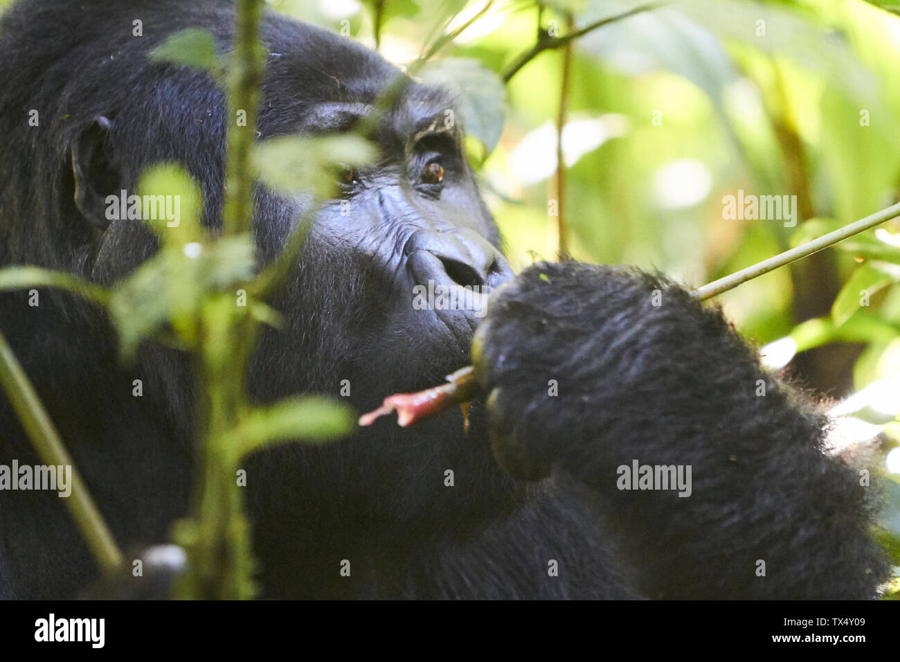 L'Afrique, l'Ouganda, la Forêt impénétrable de Bwindi, portrait d'un gorille dos argenté Banque D'Images