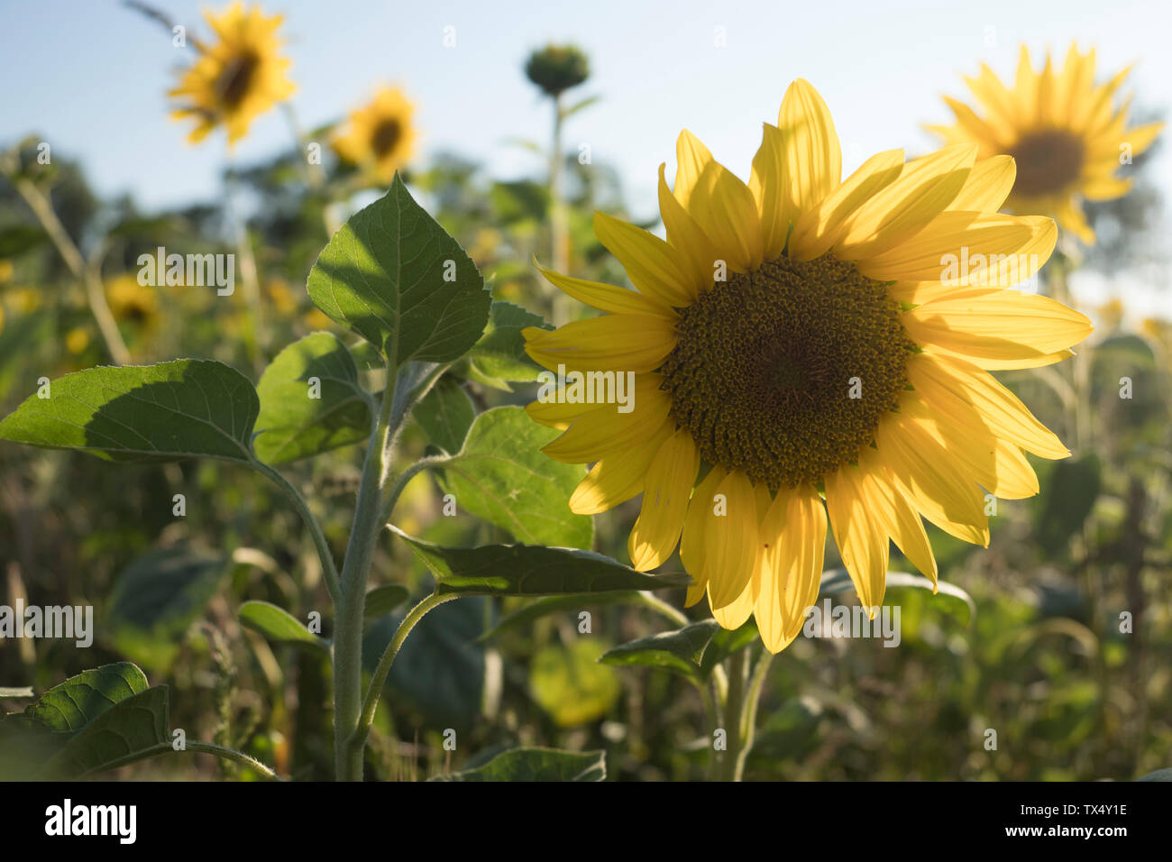 L'Allemagne, l'oranger de tournesol sur un champ Banque D'Images