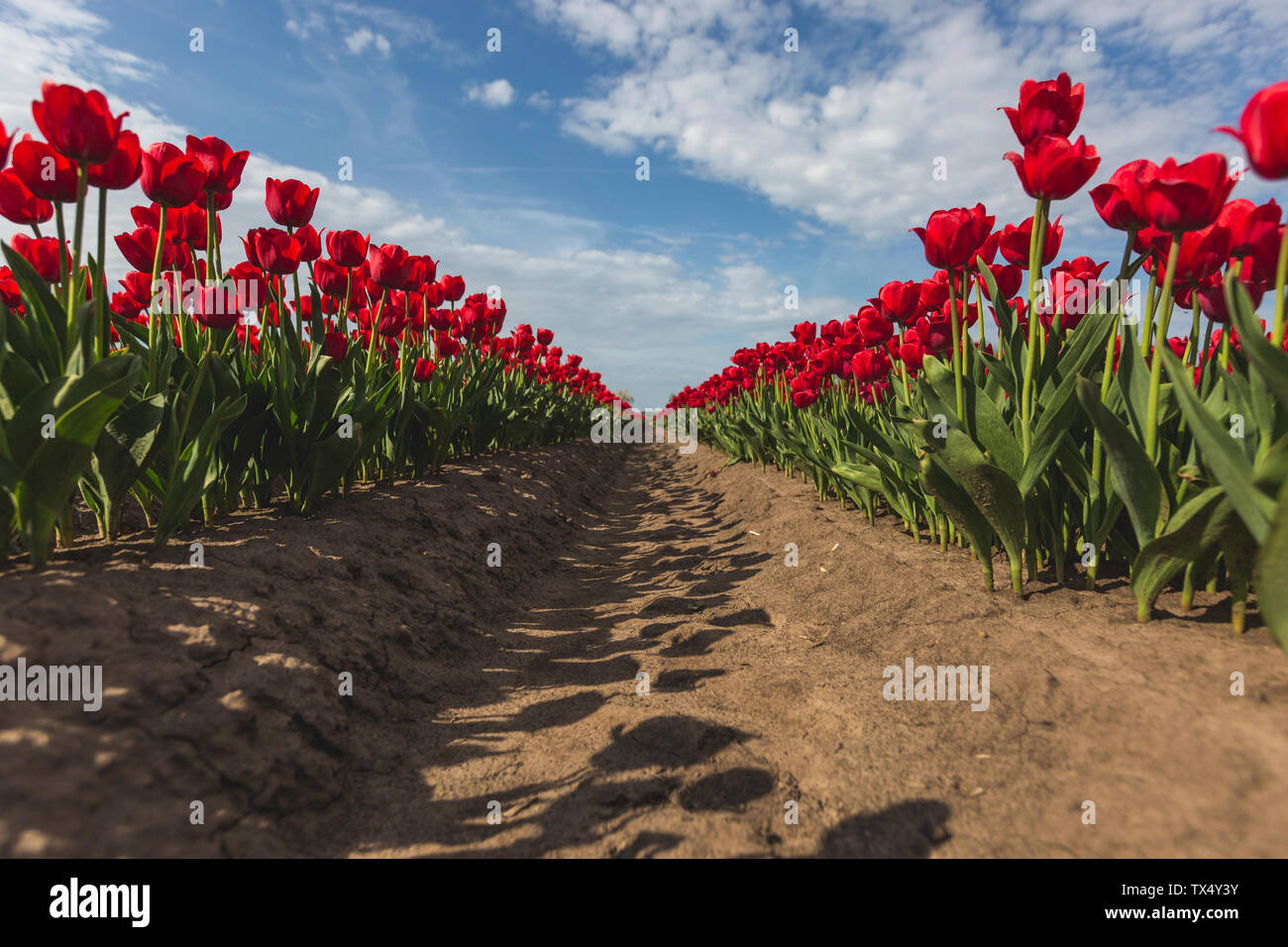 Allemagne, champ de tulipes rouges Banque D'Images