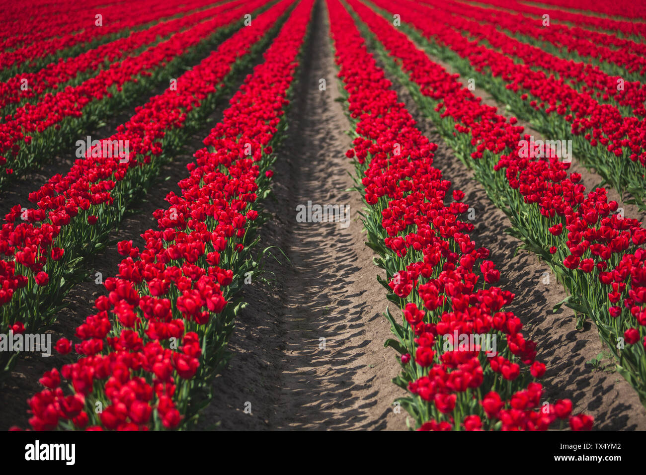 L'Allemagne, les rangées de tulipes rouges Banque D'Images