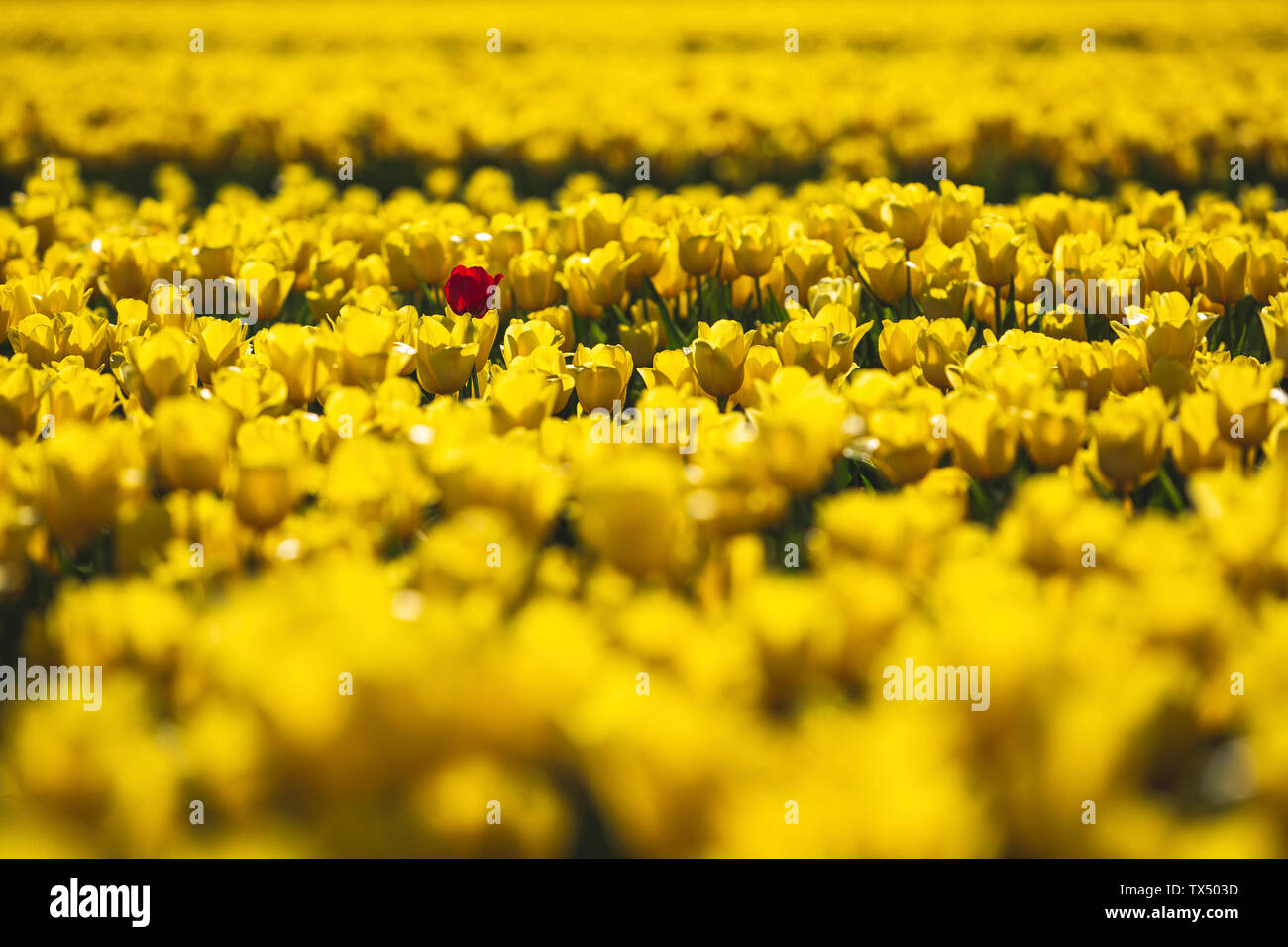 Allemagne, champ de tulipes jaunes avec une seule tulipe rouge Banque D'Images
