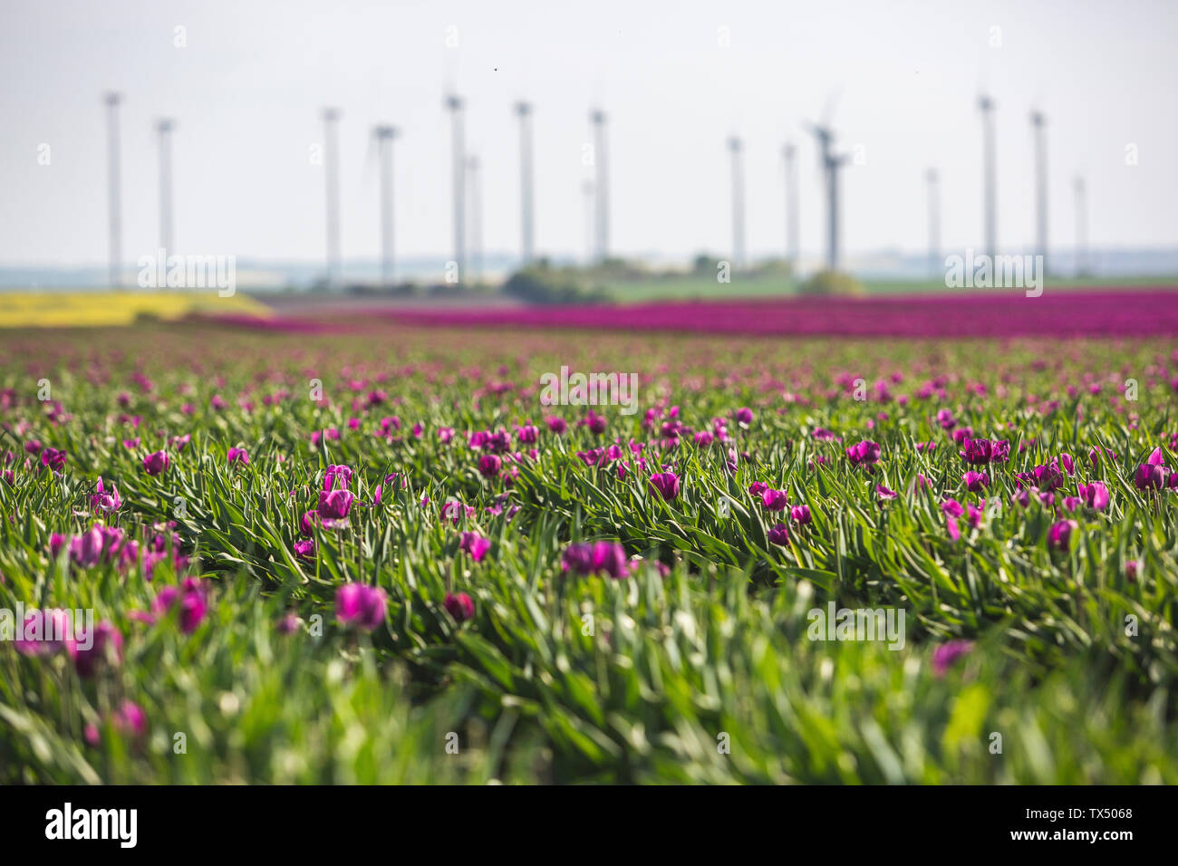 Allemagne, champ de tulipes roses Banque D'Images