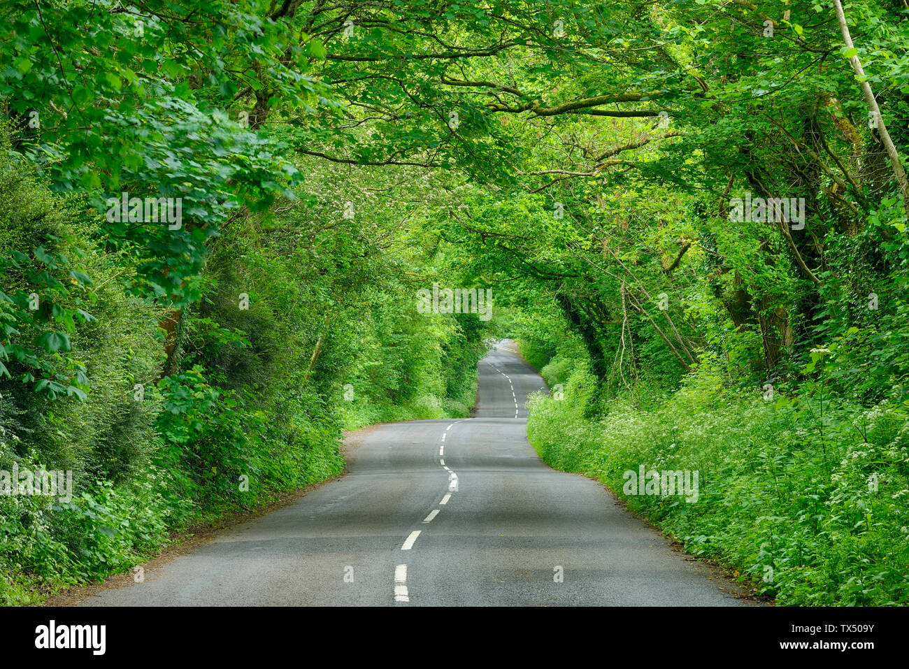 Royaume-uni, Angleterre, Cornouailles, rural road through tunnel vert en forêt Banque D'Images