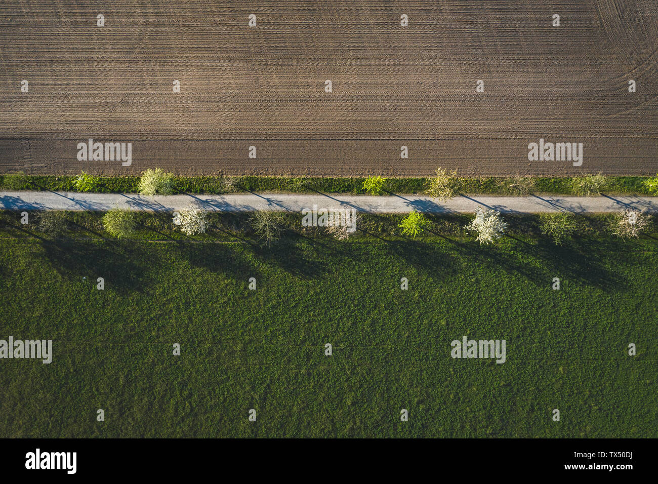 Champs et blossoming cherry trees in spring, vue aérienne Banque D'Images