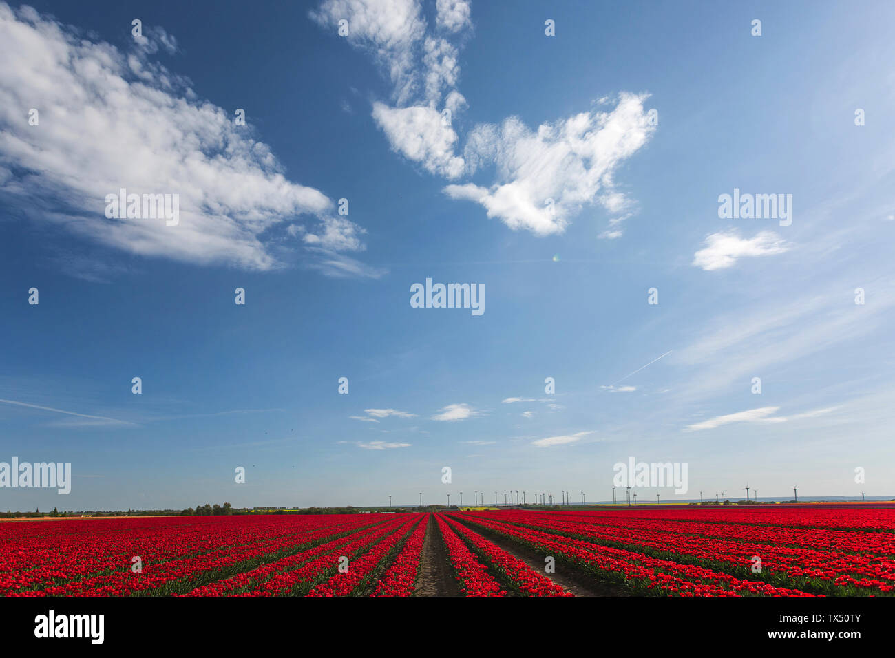 Allemagne, champ de tulipes rouges Banque D'Images
