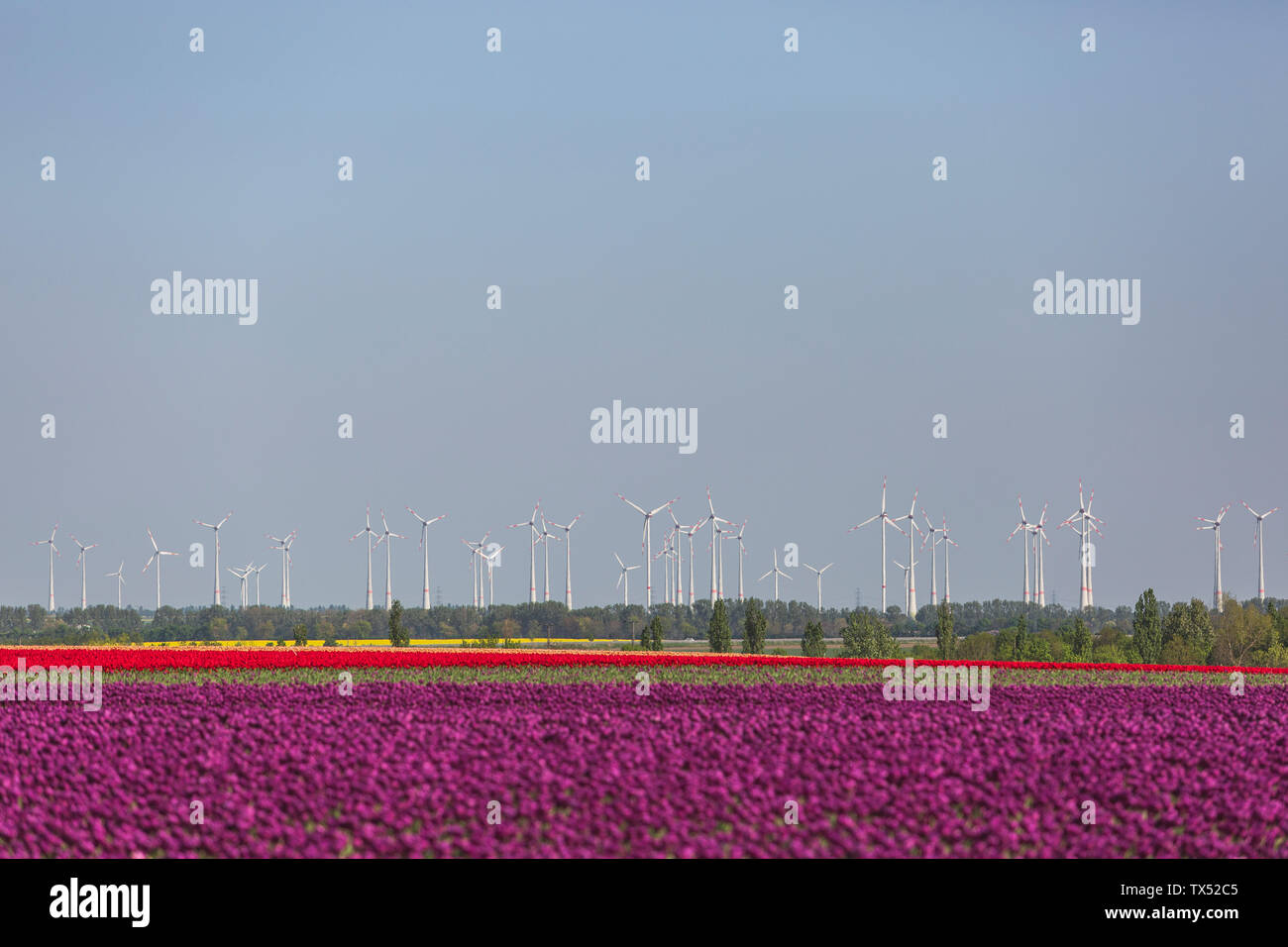L'Allemagne, les champs de tulipes avec roue éolienne dans l'arrière-plan Banque D'Images