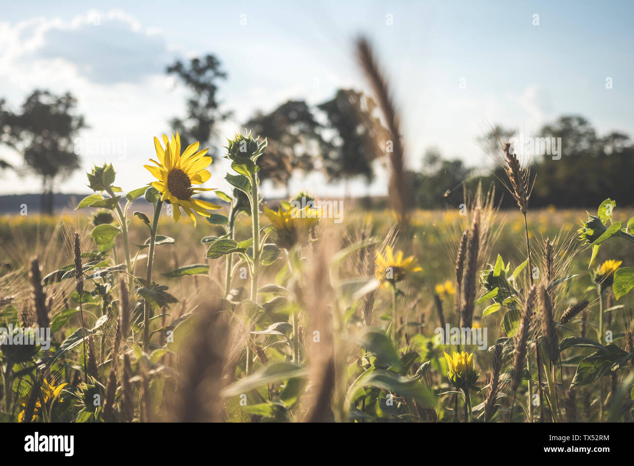 Allemagne, champ de tournesols et les oreilles Banque D'Images