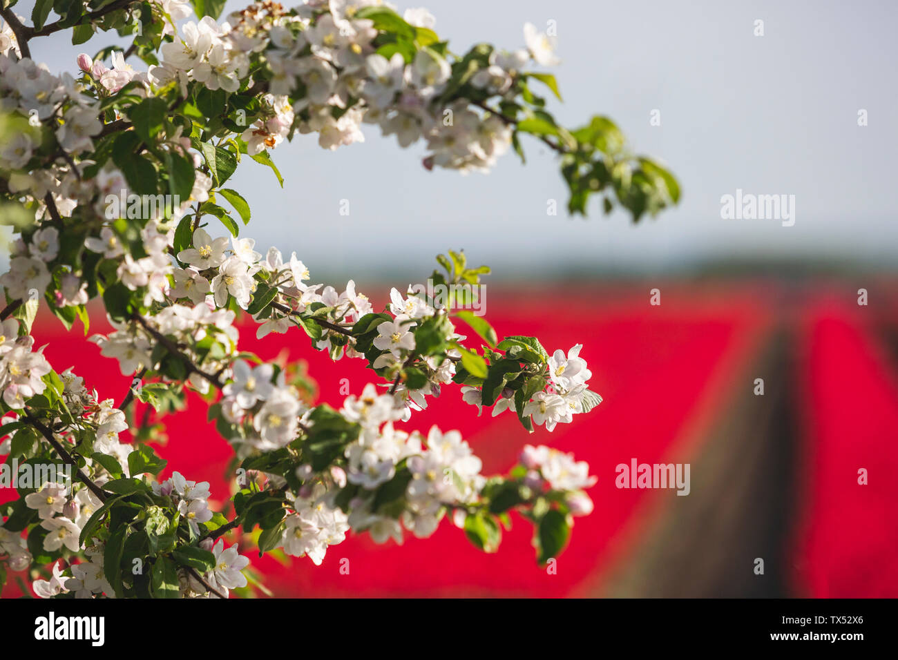Fleurs blanches de l'arbre en face de champs de tulipes rouges, close-up Banque D'Images