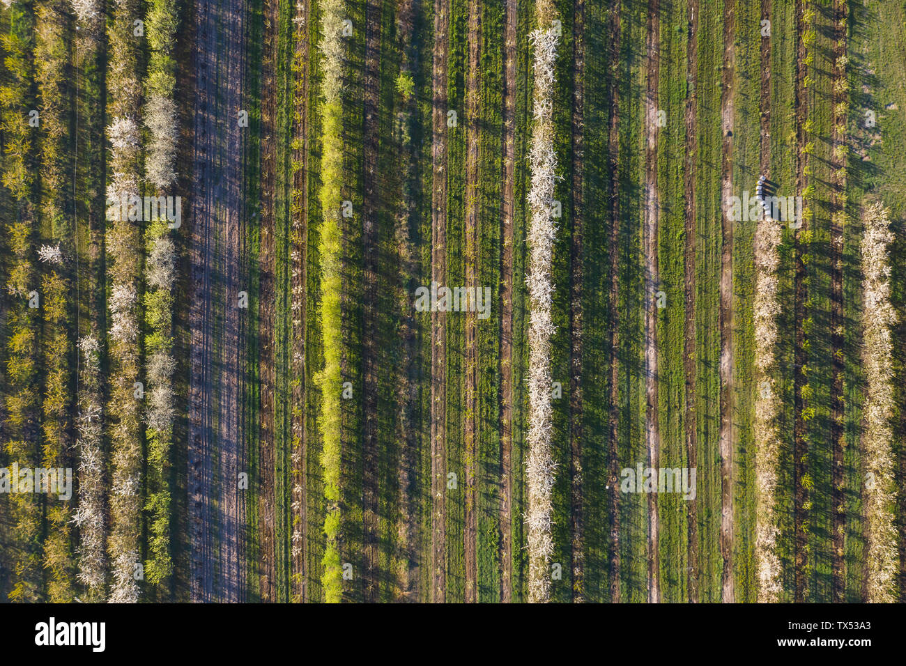 Rangées de cerisiers dans un verger au printemps, vue aérienne Banque D'Images