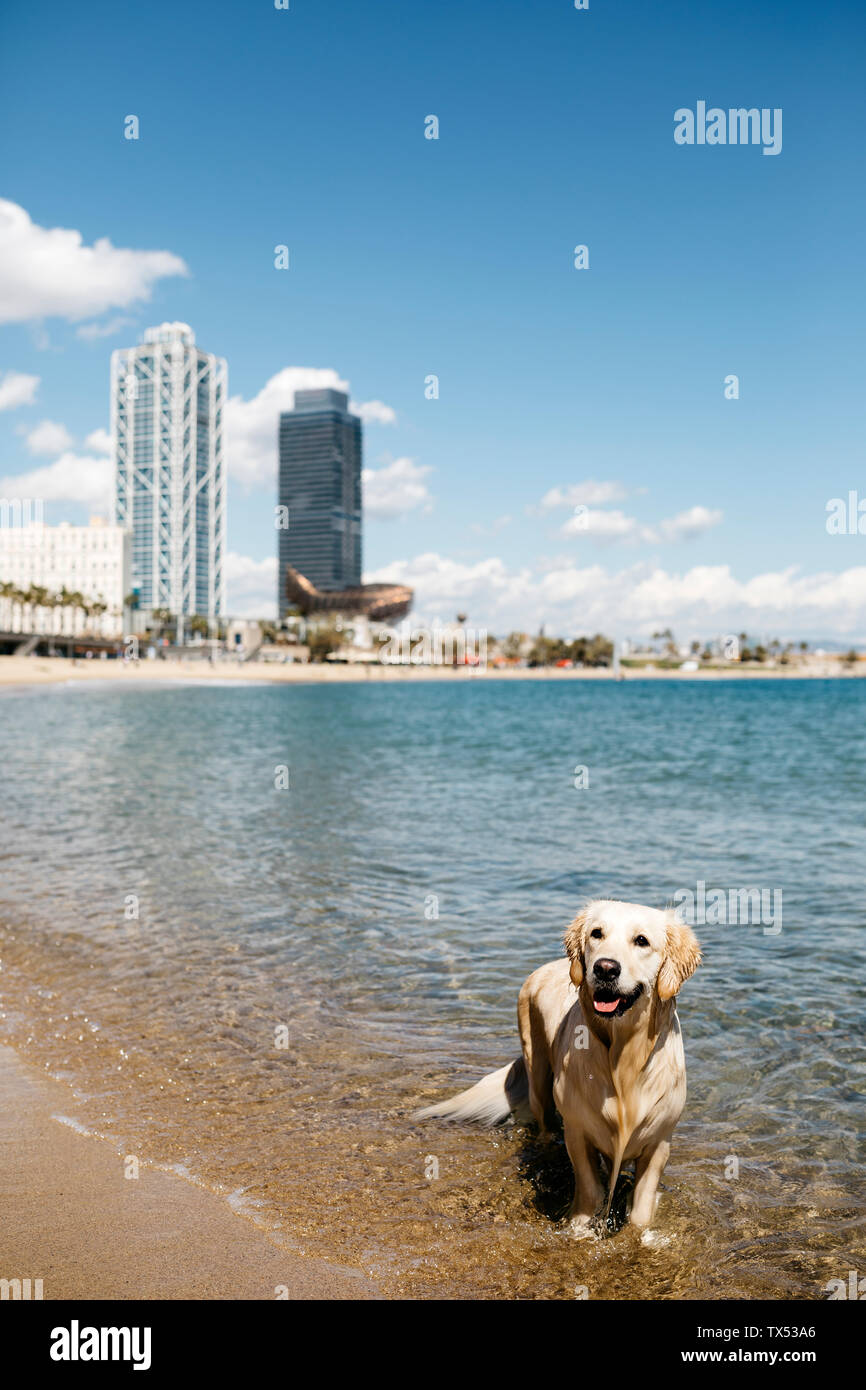 Espagne, Barcelone, portrait de wet Labrador Retriever debout à seashore Banque D'Images