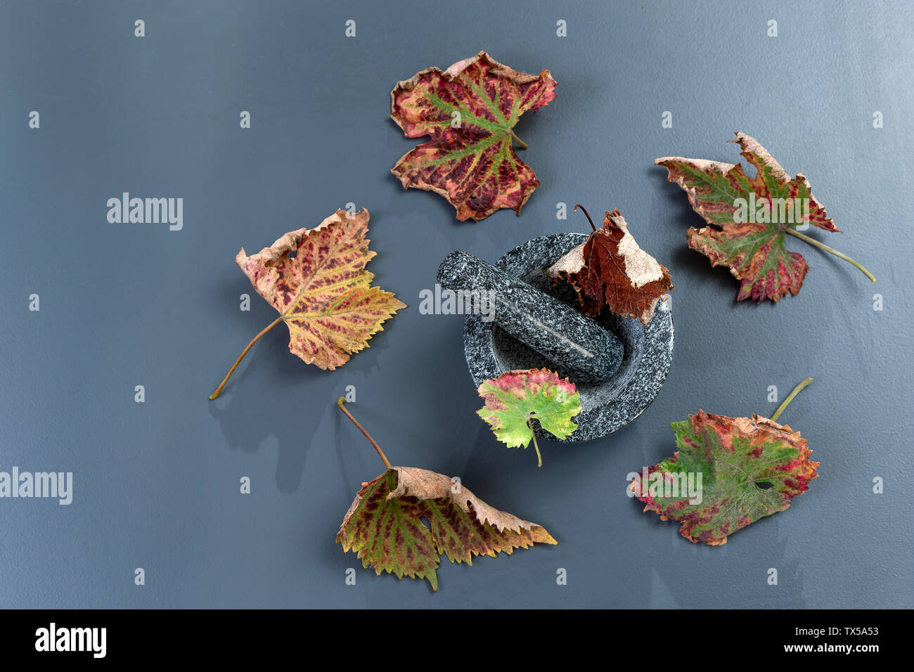Feuilles de vigne dans un mortier de pierre sur fond gris ardoise Banque D'Images
