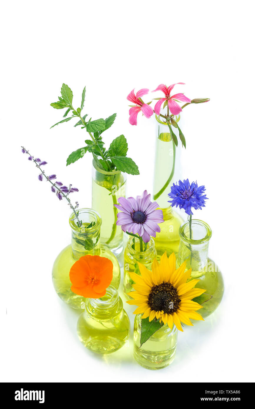 Plantes en tube à essai et la fiole avec fleurs médicinales dans against white background Banque D'Images