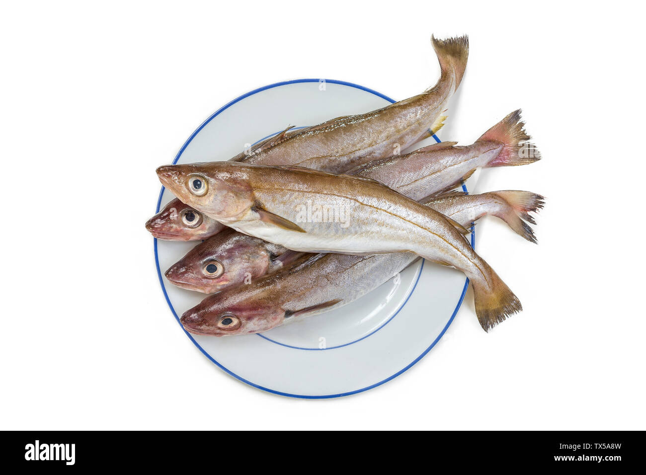 Des poissons ou de Merlan Merlangius ou whithing fild sur une plaque sur fond blanc Banque D'Images