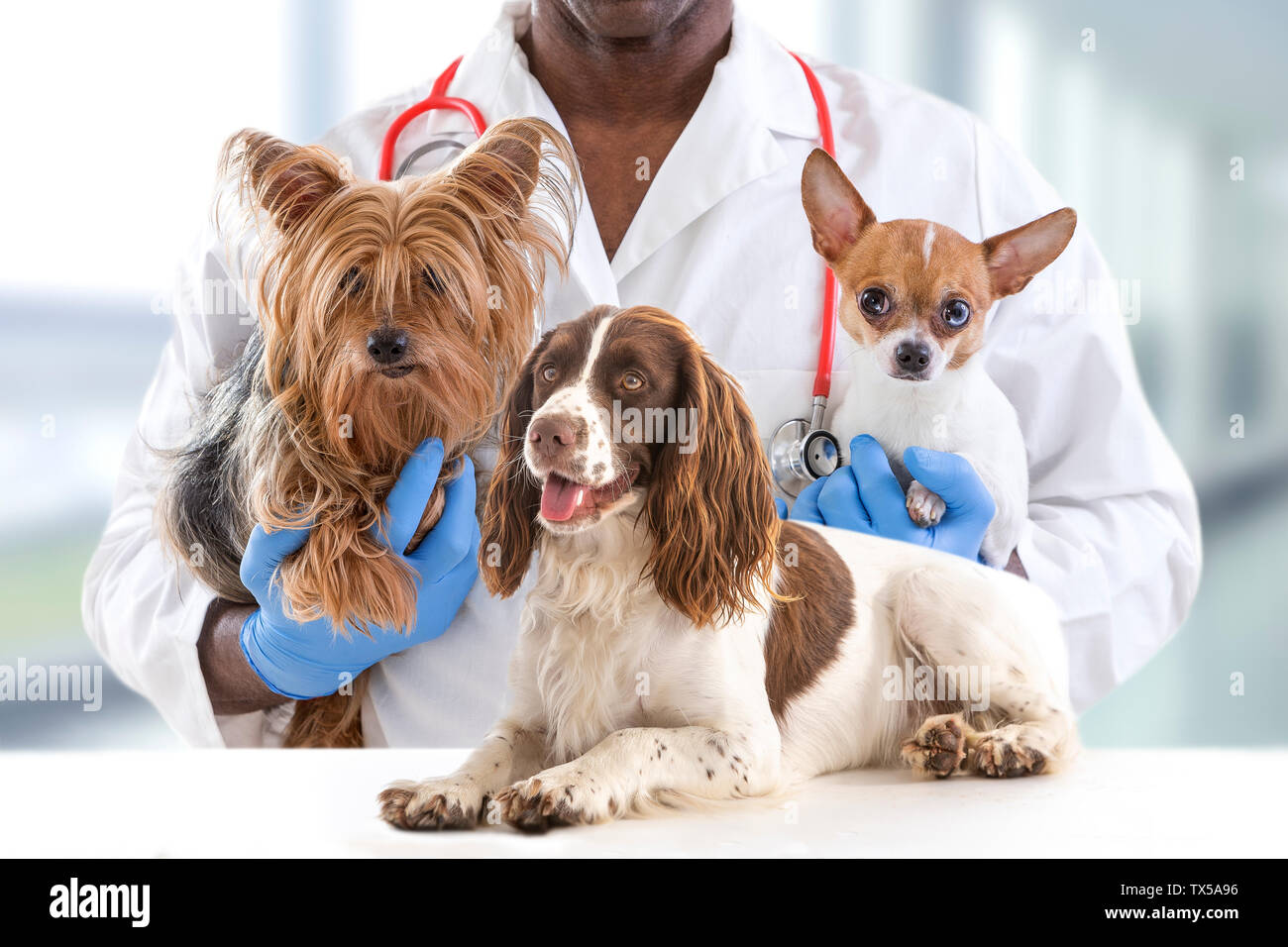 Vétérinaire et cute pets animaux de l'arrière-plan de l'hôpital ! Banque D'Images