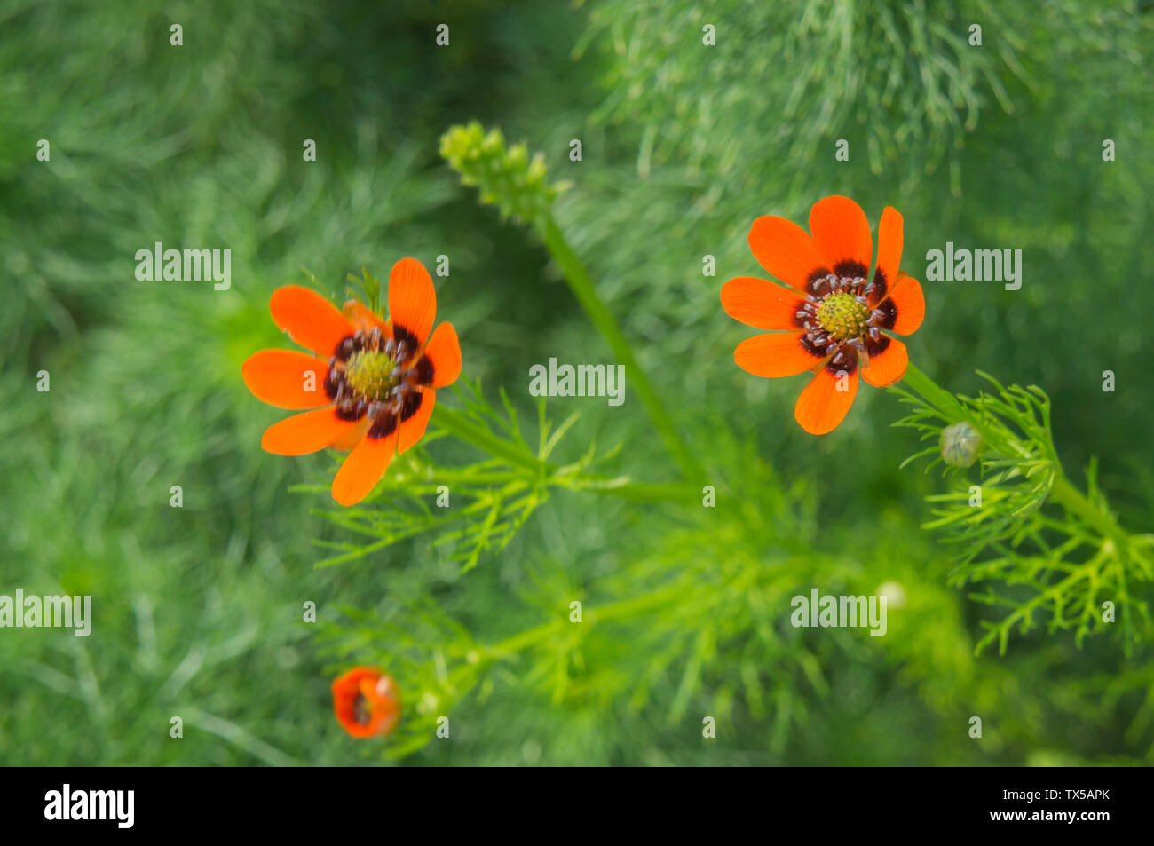 Adonis aestivalis, œil de faisan d'été, mauvaises herbes, région de la Moravie du Sud, République tchèque, 7 juin 2019. (CTK photo/Libor Sojka) Banque D'Images