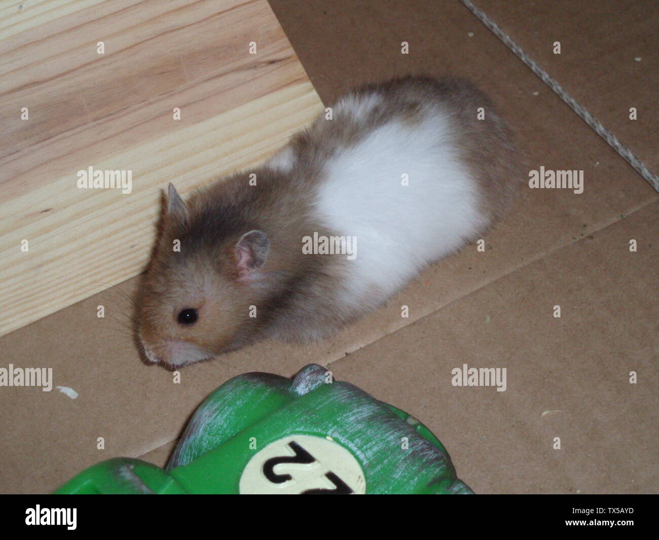 C'est une photo prise par moi (Melon247 (talk) 19:18, 9 Mars 2008 (UTC)) en été 2007. C'est de mon hamster, Hammy. Il aimait courir dans sa roue, qui était dans une grande boîte en carton. Bientôt, il a grandi trop grand pour la boîte, et je l'ai mis dans une balle de hamster à la place. Voir aussi Hamster syrien Hamster; 9 mars 2008 (date de téléchargement originale); Transféré de en.pedia à Commons par la FSII en utilisant CommonsHelper.; Melon247 à English pedia; Banque D'Images
