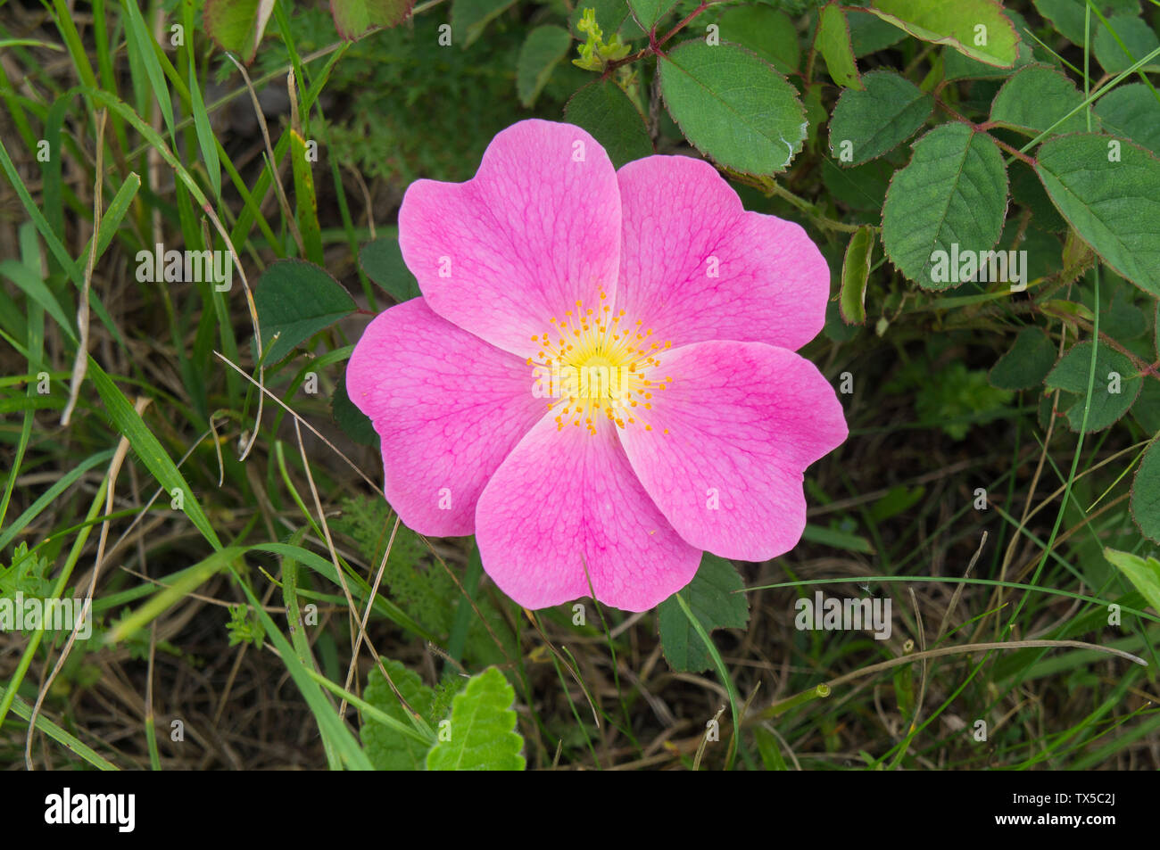 Rosa gallica, la rose gauloise, rose française, rose de Provins dans la réserve naturelle Natura 2000 Miliovy louky, Blatnicka, région de Moravie du Sud, République Tchèque Banque D'Images