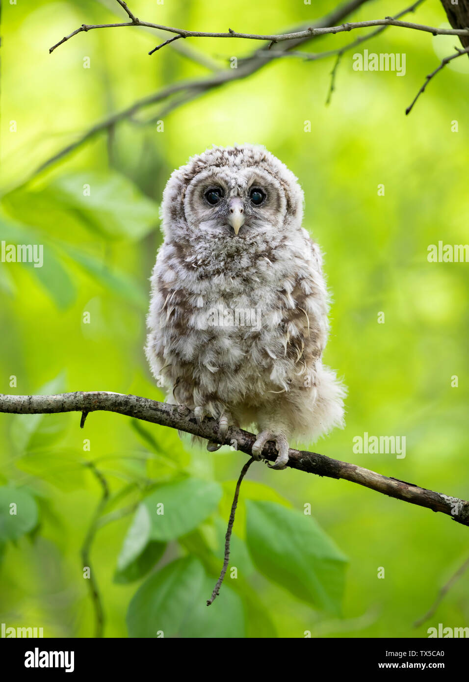 Owlet chouette perchée sur un fond vert sur une branche dans la forêt au Canada Banque D'Images