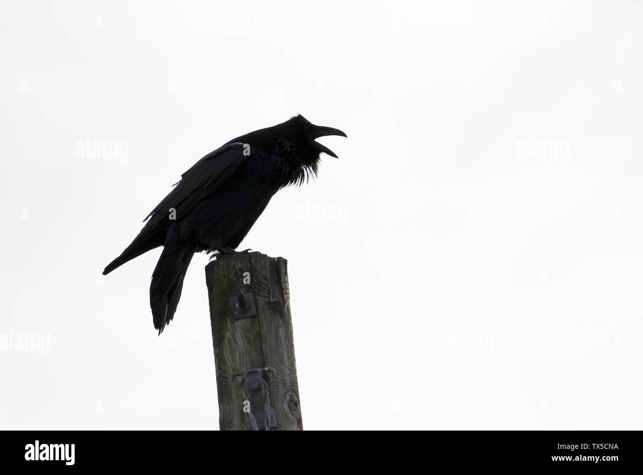 Grand corbeau Corvus corax autre croasse depuis un poste sur l'île Amherst près de Kingston, Canada Banque D'Images