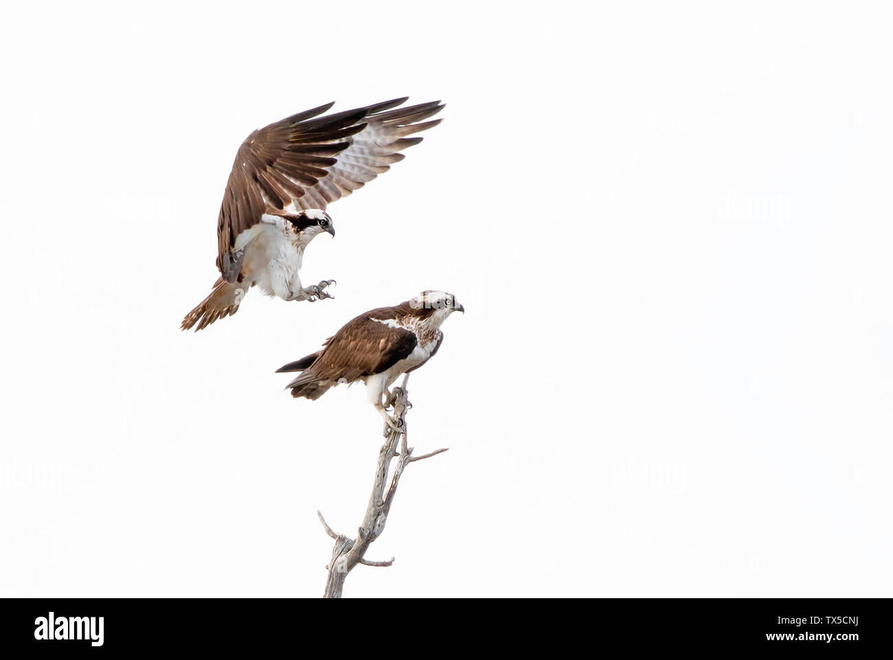 Osprey isolé sur fond blanc se prépare à mate Banque D'Images