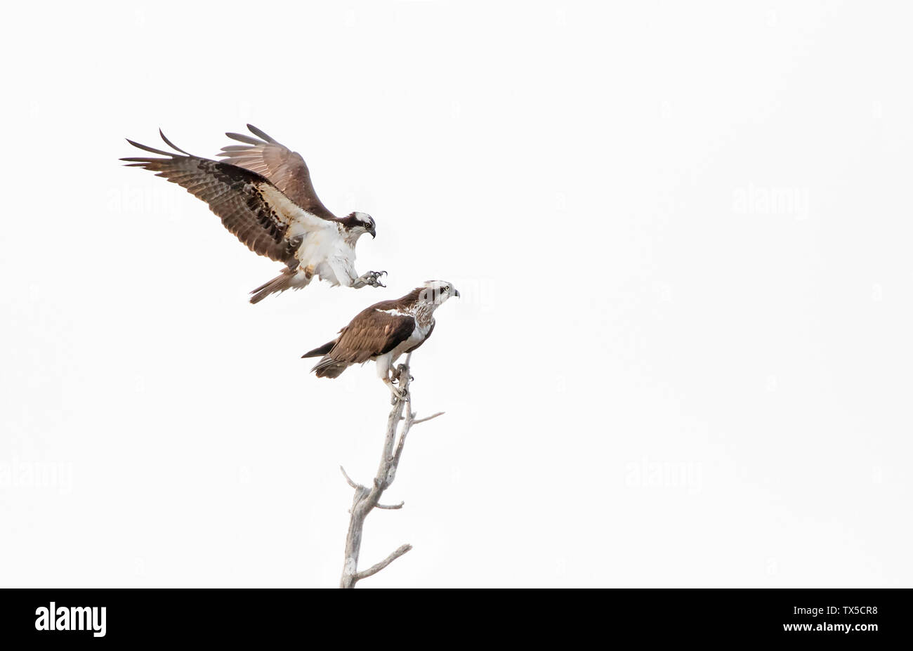 Osprey isolé sur fond blanc se prépare à mate Banque D'Images