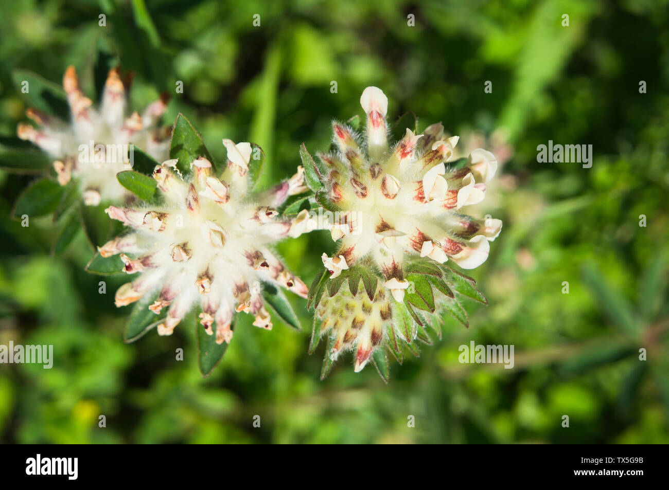 Anthyllis vulneraria, kidneyvetch la vesce commune, rein, woundwort Zitkova Kopanice en Moravie dans les Carpates blanches, Région de Zlin, République tchèque Republ Banque D'Images