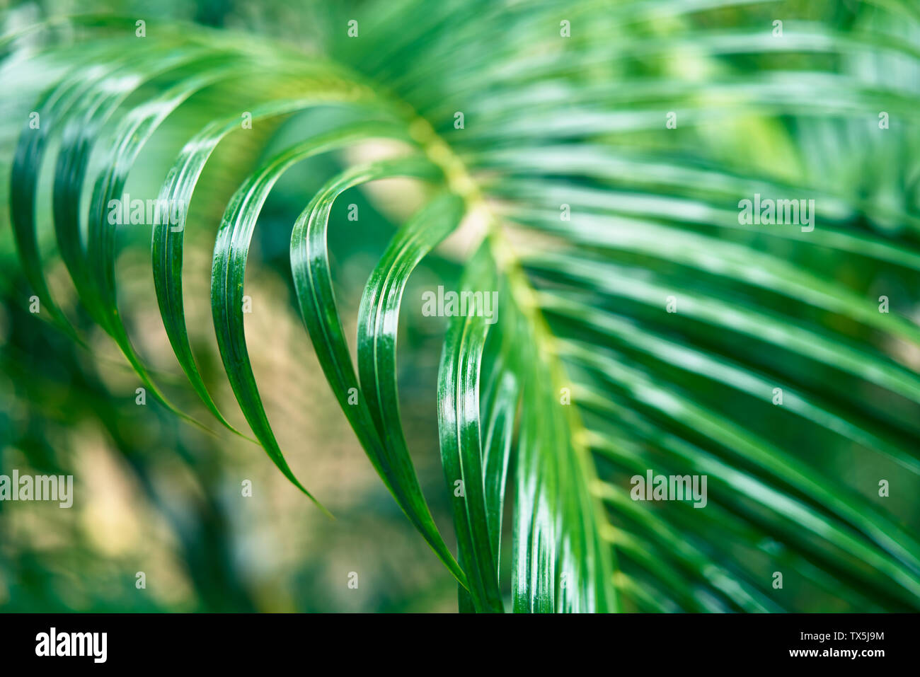Feuilles de palmiers verts frais vue rapprochée. Nature fond Banque D'Images