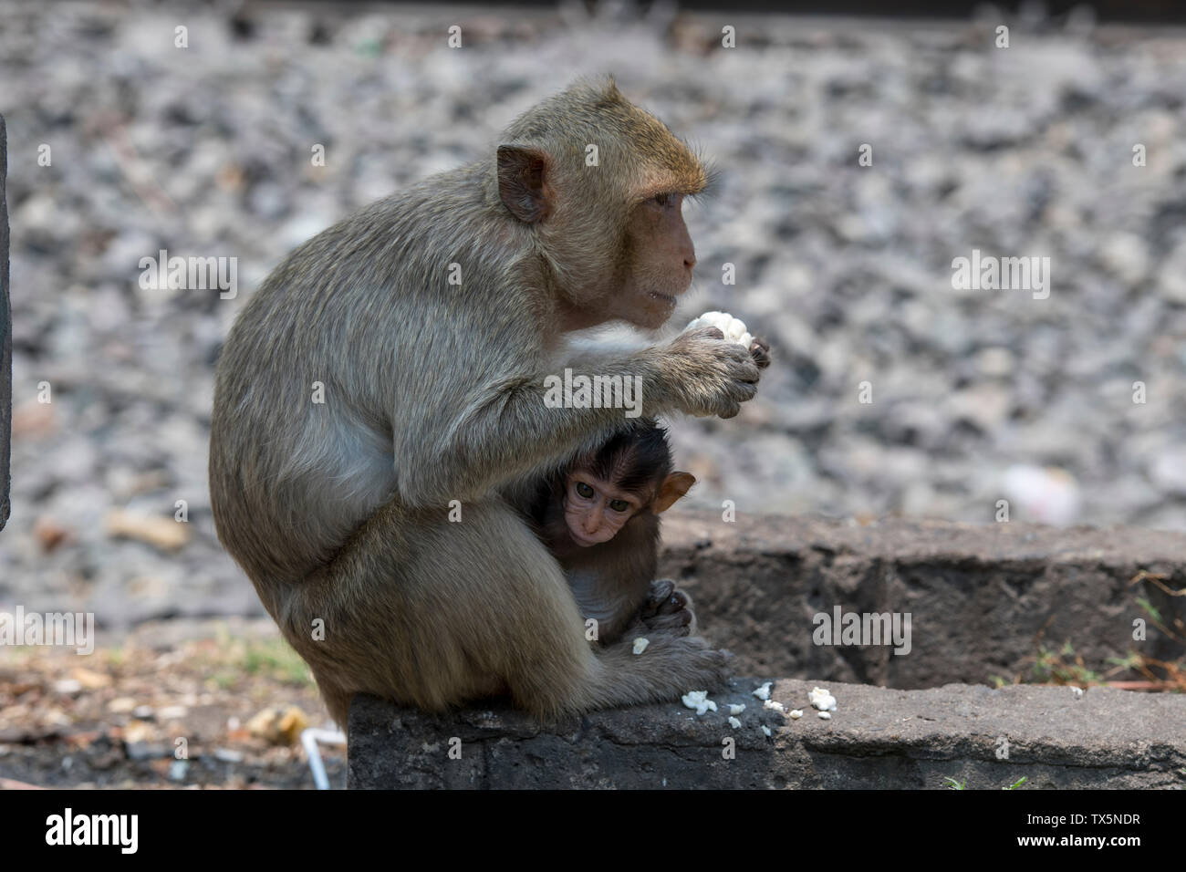 Macaque Banque D'Images