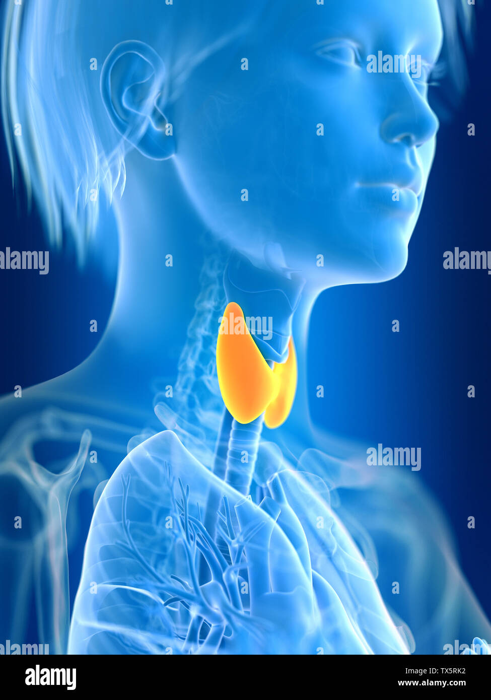 Médicalement en rendu 3d illustration d'un précis de la glande thyroïde chez les femmes Banque D'Images