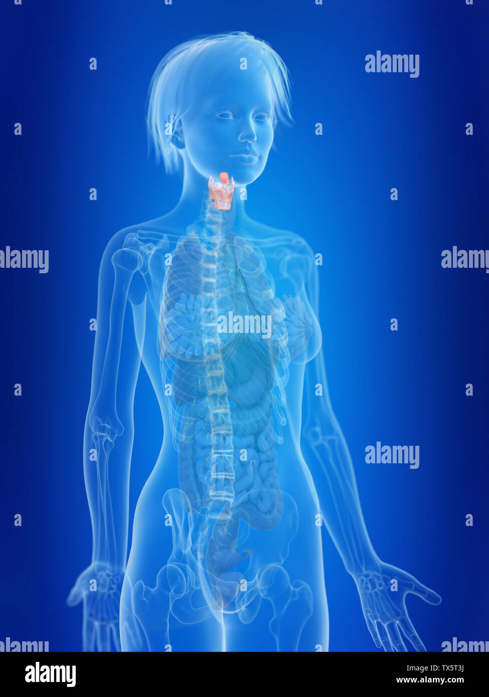 Rendu 3D précis médicalement illustration d'un larynx womans Banque D'Images