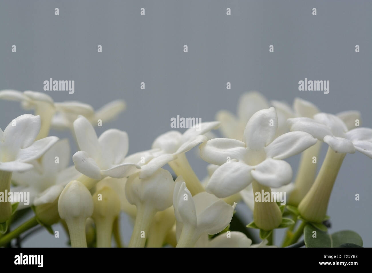 Stephanotis floribunda jasminoides noms sont Madagascar jasmin, waxflower, de fleur de mariage hawaïen, suite nuptiale couronne est une espèce de plante à fleurs Banque D'Images