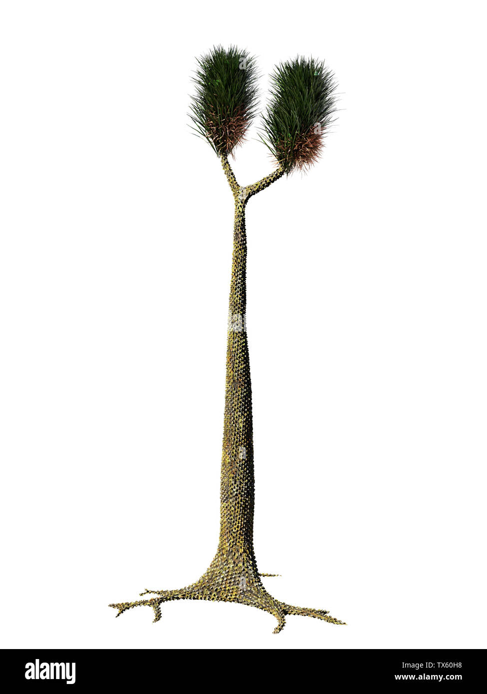 Sigillaria, arbre plante disparue du Carbonifère et Permien isolé sur fond blanc Banque D'Images