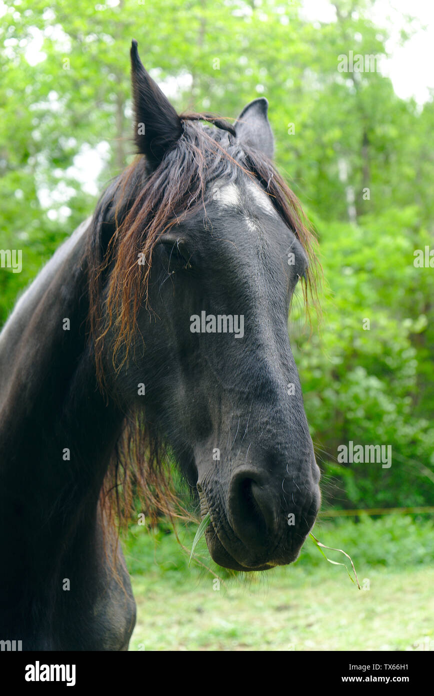 Portrait Naturel De Cheval Noir Dans Un Pre Photo Stock Alamy Portrait Naturel De Cheval Noir Dans Un Pre Photo Stock Alamy