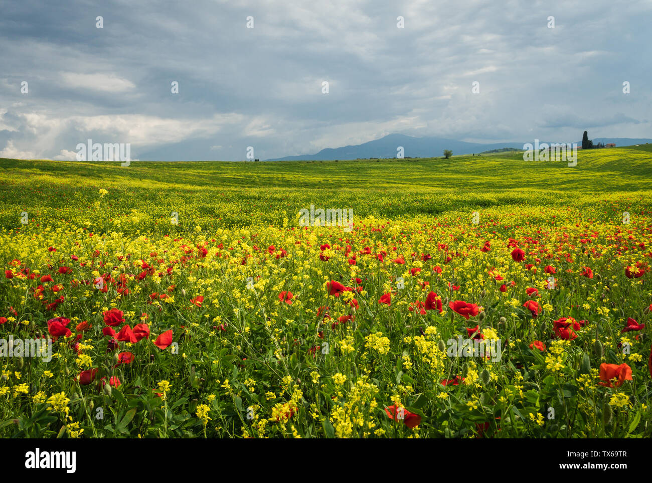 Paysage toscan avec des coquelicots dans la zone entourant le village de Pienza, Italie Banque D'Images