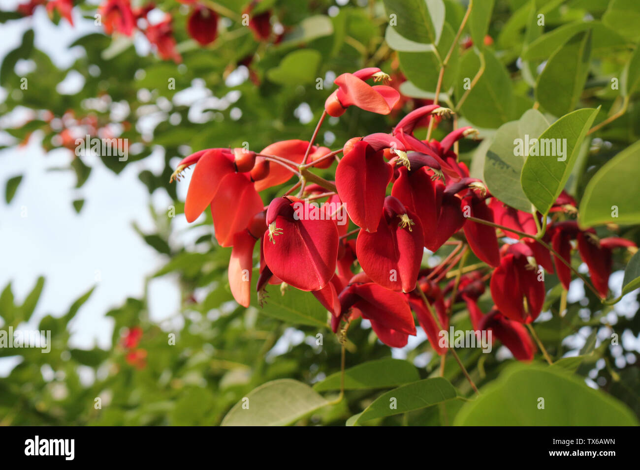 Ceibo cockspur (coral tree) fleur, fleur nationale de l'Argentine et l'Uruguay Banque D'Images