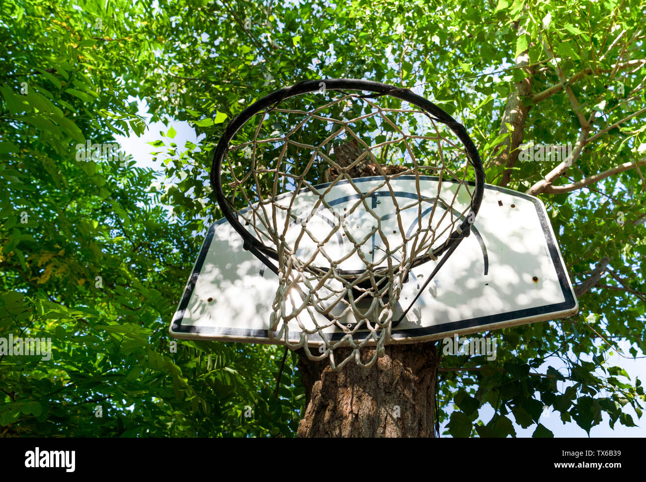 Panier de basket-ball accroché sur (ci-jointe) un tronc d'arbre vert Photo  Stock - Alamy