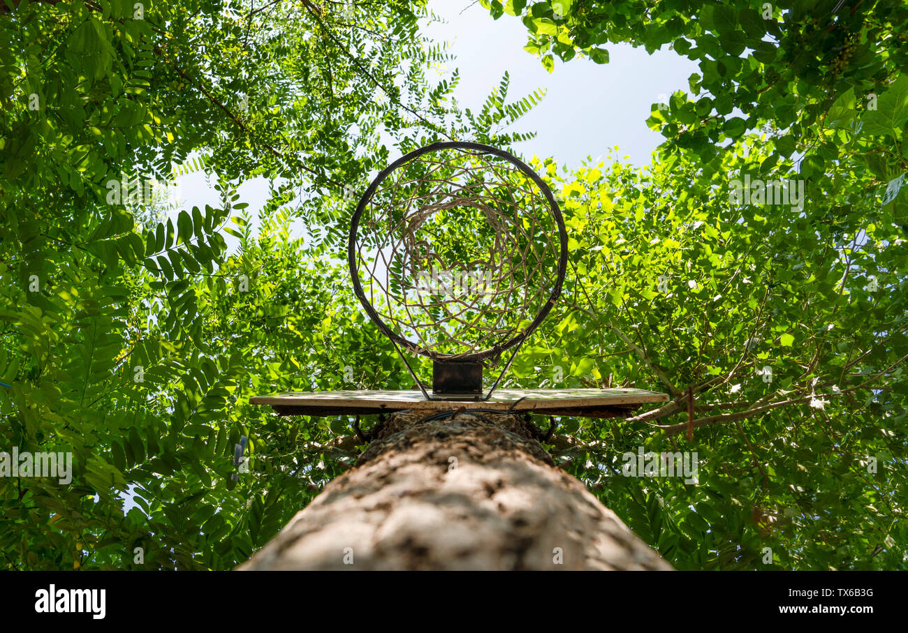 Panier de basket-ball accroché sur (ci-jointe) un tronc d'arbre vert, d'en  bas, vue de dessous Photo Stock - Alamy