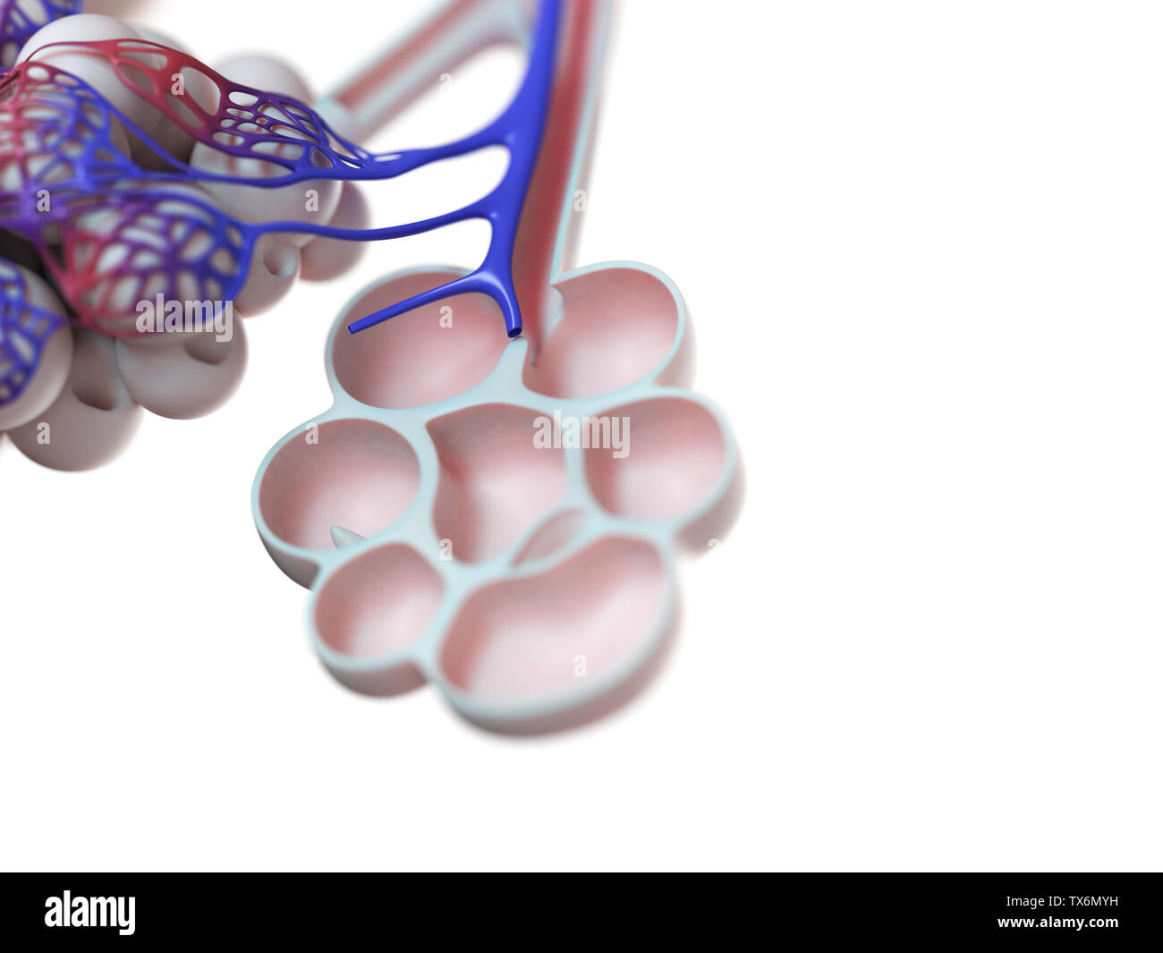 Rendu 3d illustration de l'alvéoles Banque D'Images