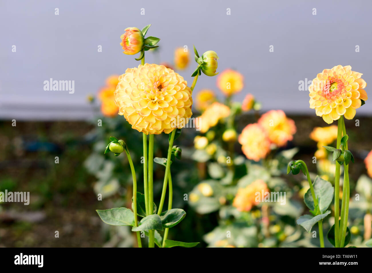 Tagètes (Tagetes erecta, mexicains, Aztec marigold souci, calendula africaine) foisonnent dans l'été dans un jardin. C'est une floraison d'amour soleil i Banque D'Images