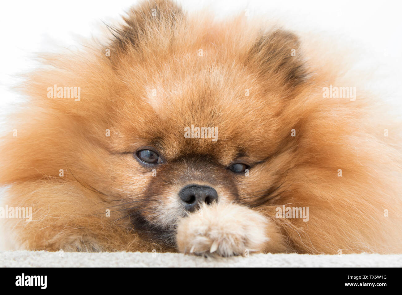 Closeup portrait of a German Spitz, chien pomeranian couché. Banque D'Images
