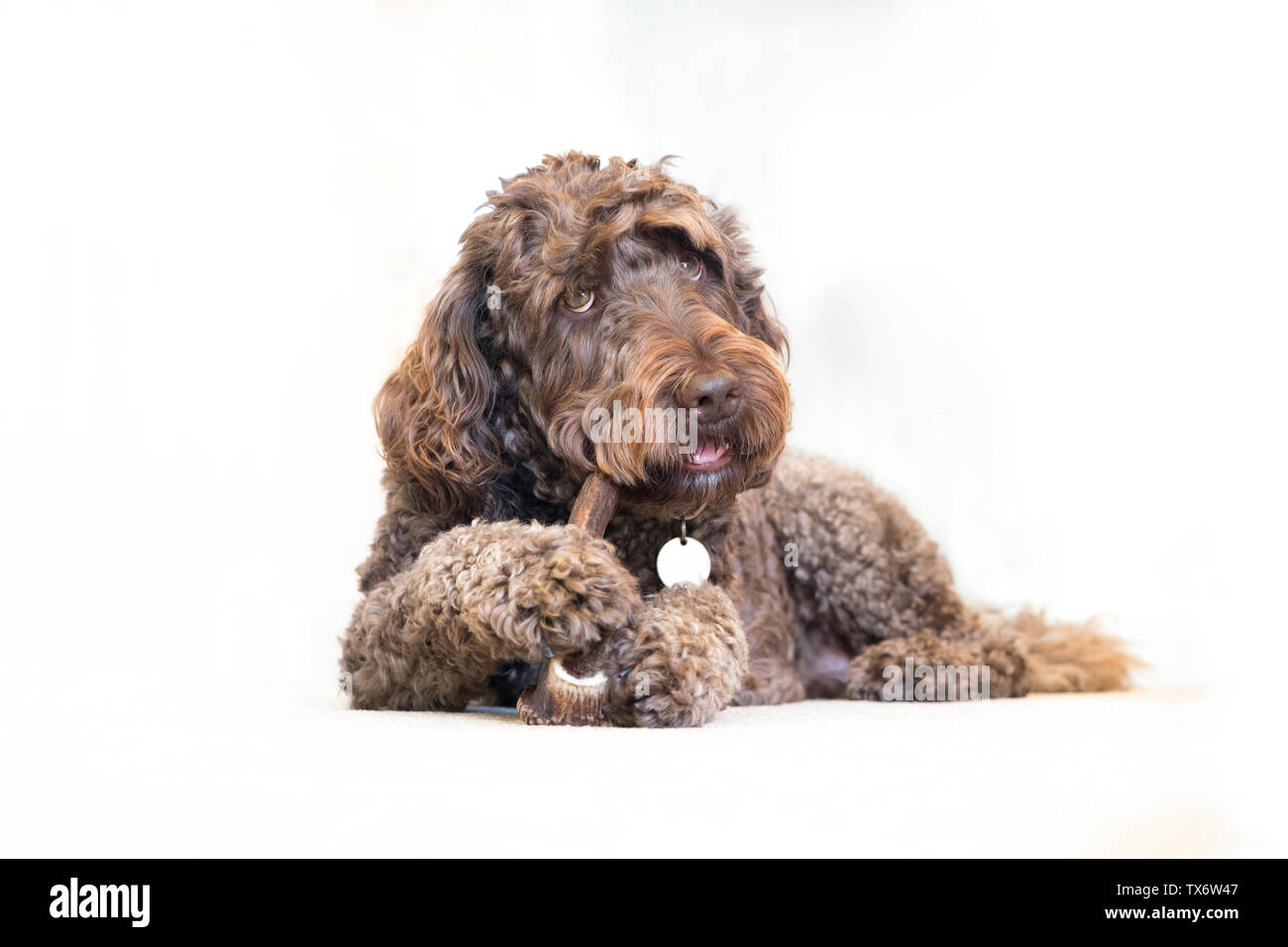 Un mâle marron de 4 ans labradoodle à mâcher sur un bois. Banque D'Images