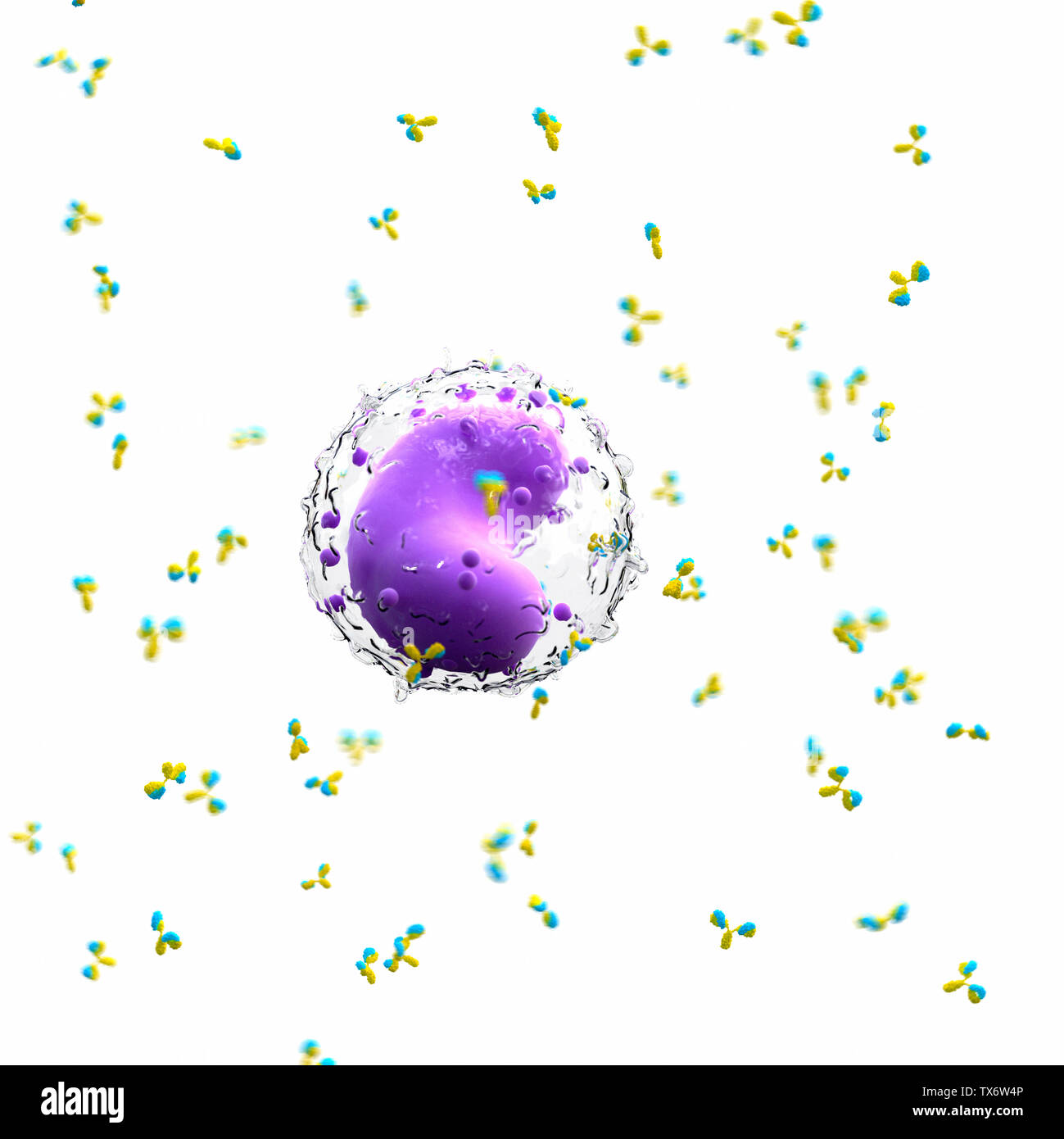 Médicalement en rendu 3d illustration d'une précision et d'anticorps leucocytaires Banque D'Images