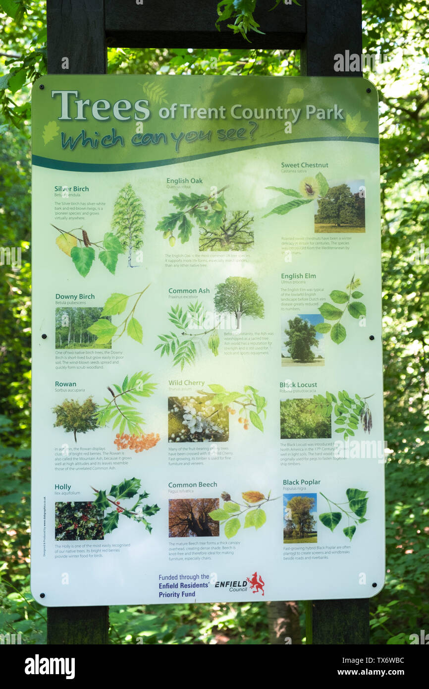Panneau indiquant divers types d'arbres à Trent Country Park. Banque D'Images