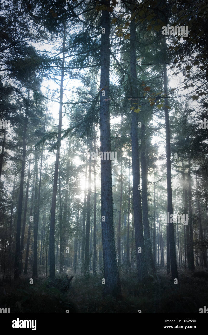 Forêt brumeuse près du village de Marybank - Ross-shire, en Écosse. Banque D'Images