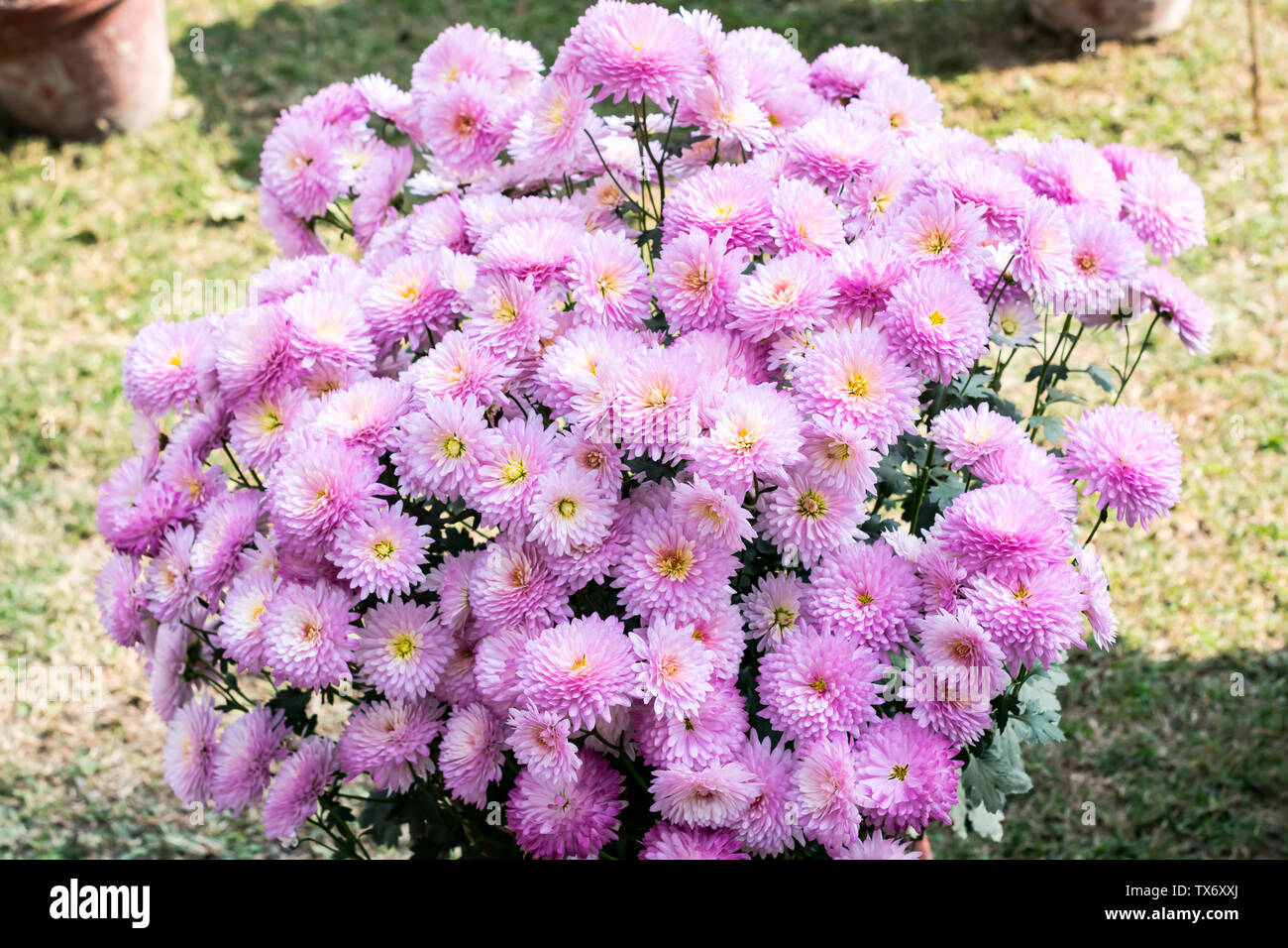 Dahlia Rose Fleur Plante Touffue Une Espece De Plante Herbacee Vivace Tubereuse Plantes Poussant Dans La Lumiere Du Soleil C Est Un Amour Soleil Floraison Au Debut Du Printemps Photo Stock Alamy Dahlia Rose Fleur Plante Touffue Une Espece De Plante Herbacee Vivace Tubereuse Plantes Poussant Dans La Lumiere Du Soleil C Est Un Amour Soleil Floraison Au Debut Du Printemps Photo Stock Alamy